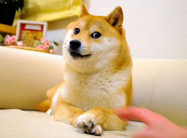 Kabosu de hond van de Doge ...
