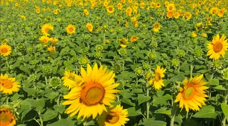 Een video laat zien hoe planten van dichtbij "ademen