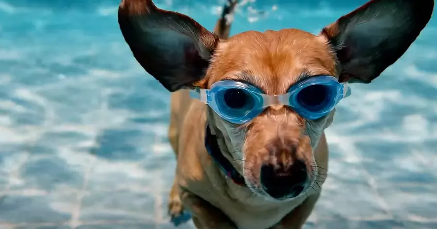 Veo 2 video generatie toegevoegd aan Gemini Advance - je kunt cinematografische kwaliteitsclips maken van maximaal 8 seconden