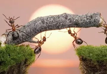 Voel je als een insect: de ...