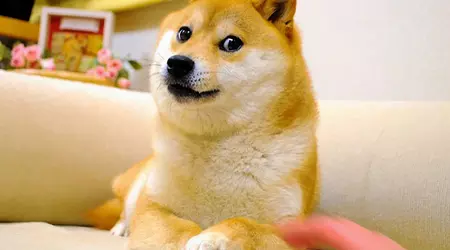 Kabosu de hond van de Doge meme is gestorven in zijn 18e levensjaar