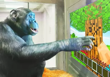 Een aap speelt Minecraft - en ...