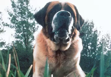 Netflix is van plan een reimagining ...