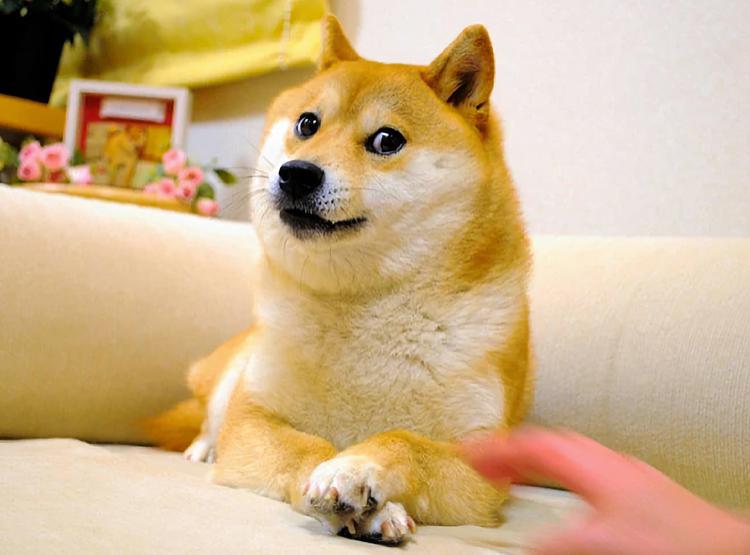 Kabosu de hond van de Doge ...