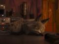 post_big/Loth-cat_sleeping.jpg