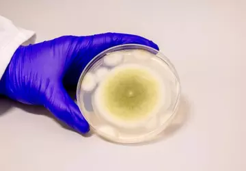 Schimmel dat verantwoordelijk was voor mysterieuze ...