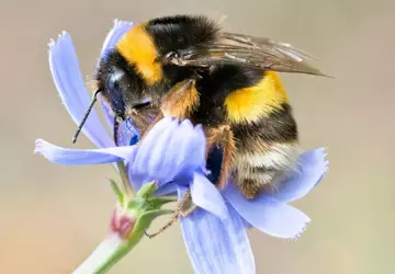 Onderzoekers ontdekken de belangrijkste factor in ...