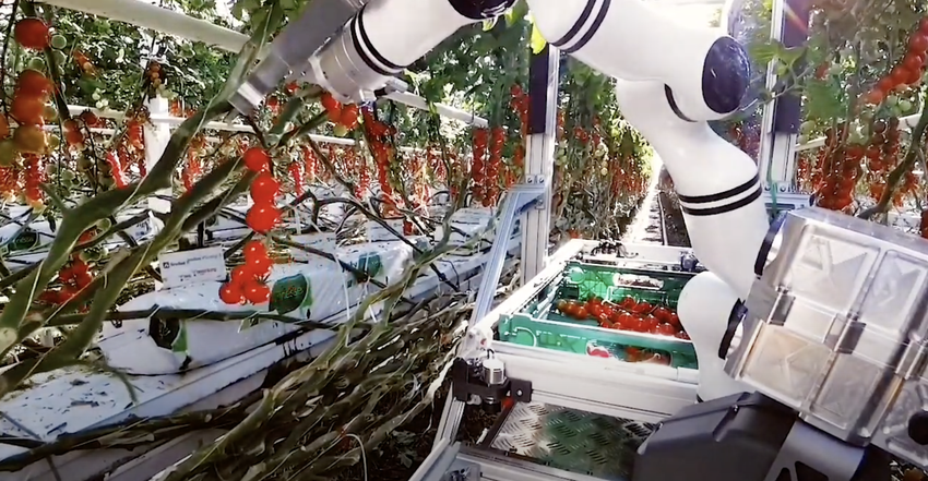 Robot van de Zwitserse startup Floating Robotics oogst tomaten in kassen (video)