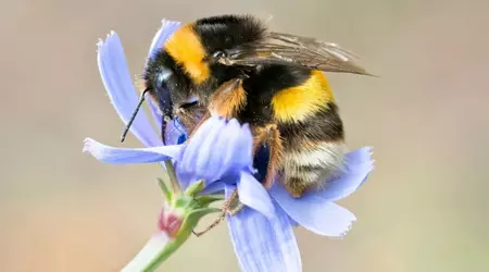 Onderzoekers ontdekken de belangrijkste factor in de achteruitgang van hommels