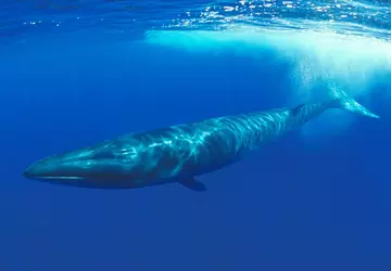 Japan staat jacht op bedreigde vinvis ...