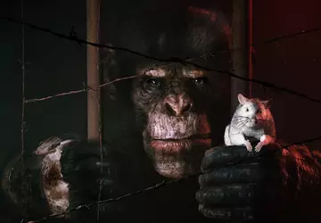 Een intelligente aap, een begeleidende rat ...