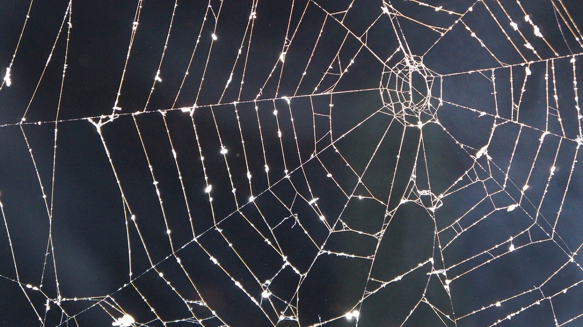 Unieke foto's: Hoe de wereld eruitziet door de lens in een web