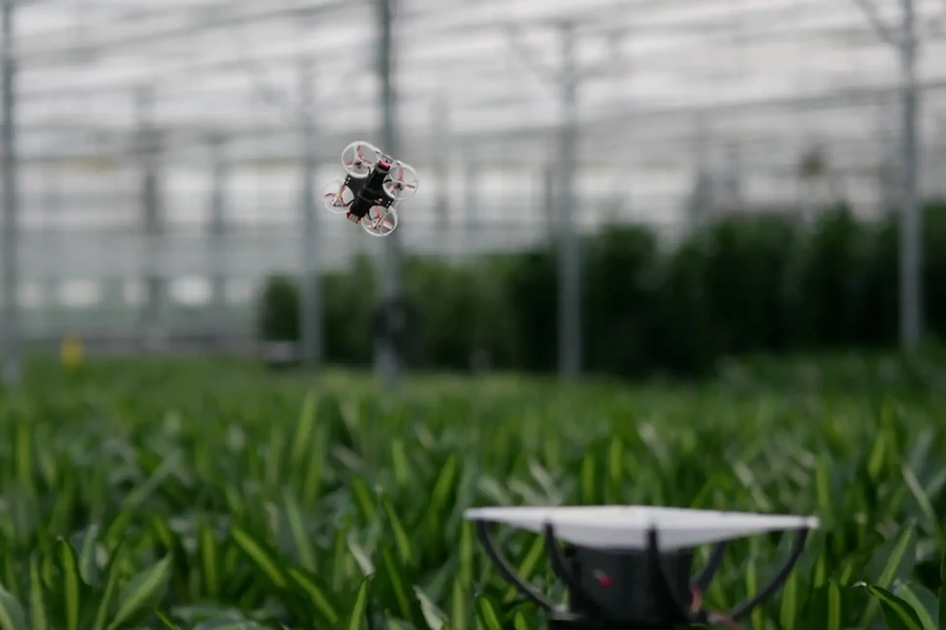Nederlandse ingenieurs willen insecten in kassen uitroeien met behulp van drones, IR-camera's en kunstmatige intelligentie Nederlandse ingenieurs willen insecten in kassen uitroeien met behulp van drones, IR-camera's en kunstmatige intelligentie