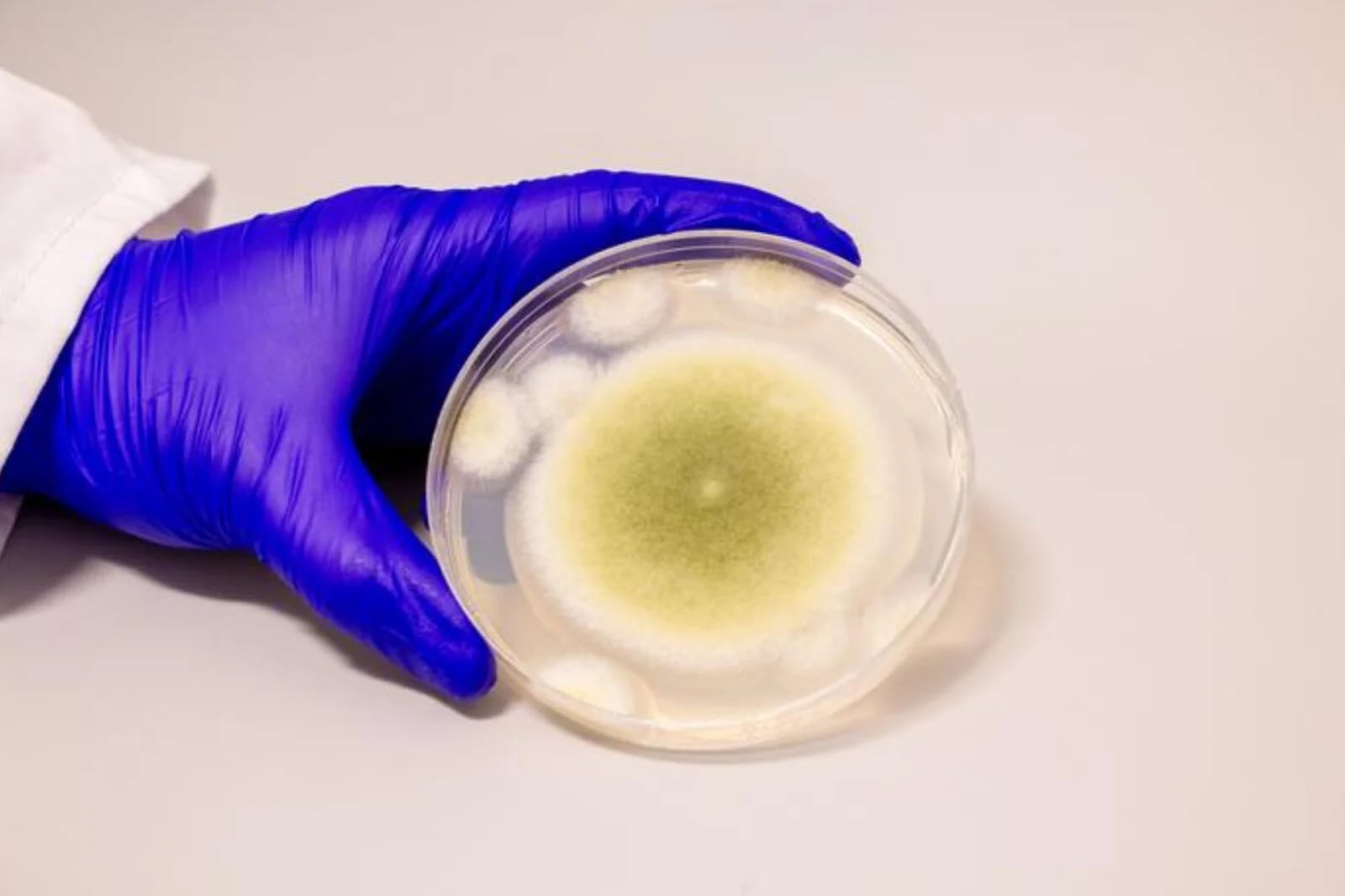 Aspergillus flavus: een schimmel met technologische potentieel en uitdagingen
