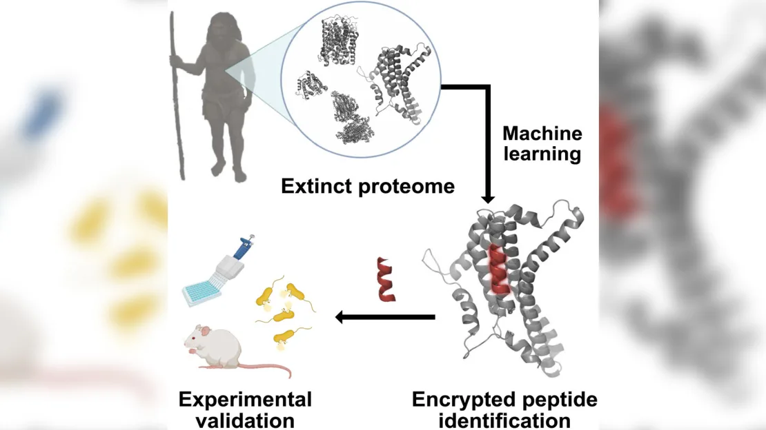 AI heeft antimicrobiële moleculen uit Neanderthalers weer tot leven gebracht om superbacteriën te bestrijden-2 AI heeft antimicrobiële moleculen uit Neanderthalers weer tot leven gebracht om superbacteriën te bestrijden-2